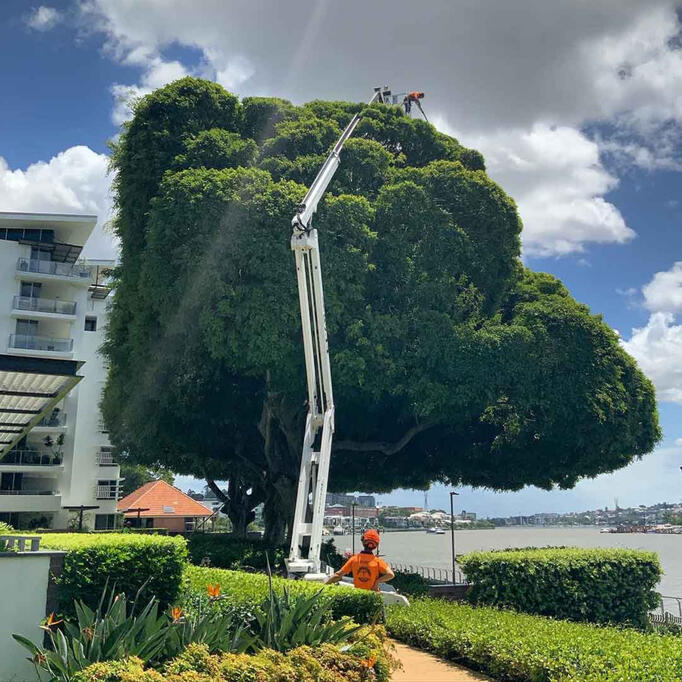 Giving this one a little trim in Brisbane, Qld Giving this one a little trim in Brisbane, Qld