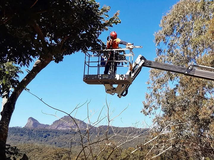 TreeCulture Arborist providing holistic tree care services in the Northern Rivers